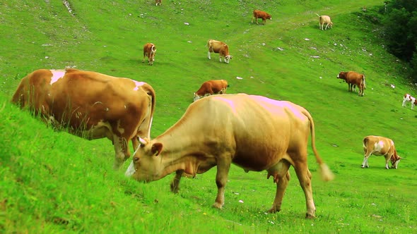 Cows grazing grass on the pasture