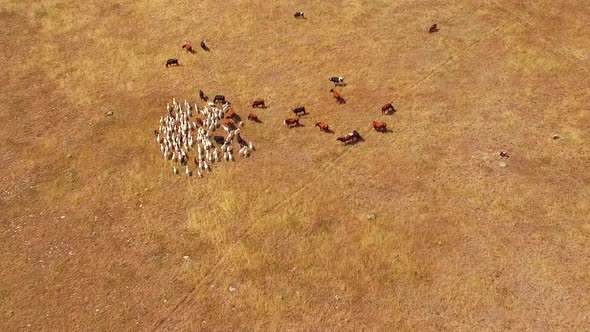 A Herd of Goats Passes Through a Herd of Cows