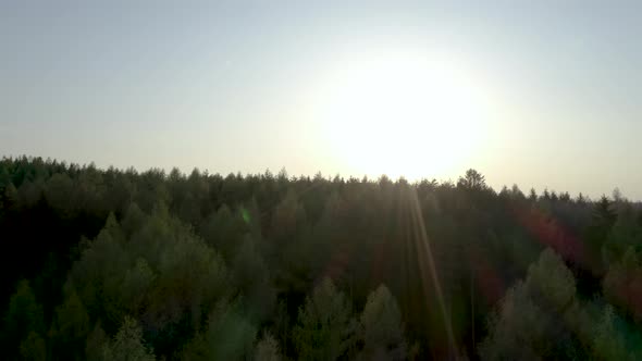 Flying Above Forest at Sunset