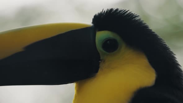 Close Up Of Yellow-throated Toucan's Head alt