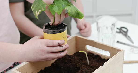 Children Transplanting Plant From Glass Into Box alt
