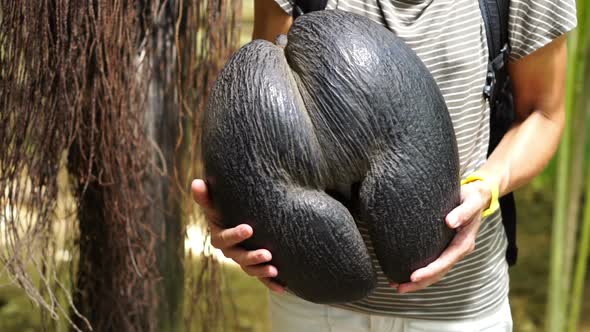 Huge Coco de Mer alt