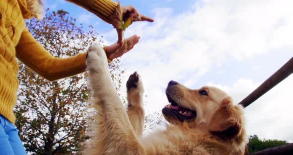 Woman playing with her dog in ranch 4k alt