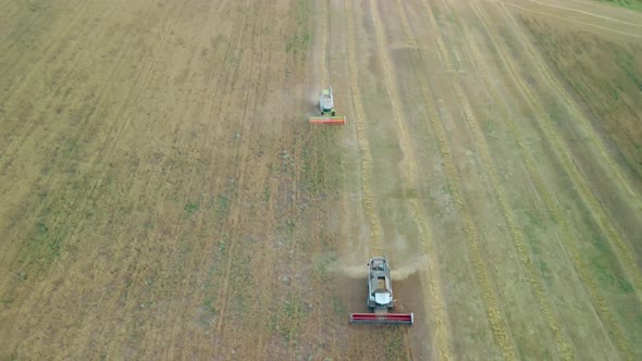 Wheat Field Harvest alt
