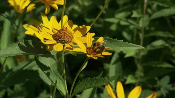 Bee Flies Around Yellow Conflowers for Collecting Pollen alt