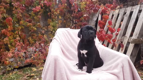 Cute black puppy Cane Corso sit in a chair on a pink bedspread in the garden alt