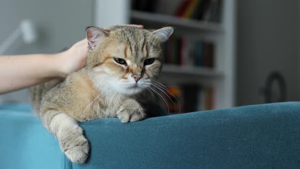 Woman's Hand Is Stroking a Tabby Cute Cat Who Is Lying on the Couch