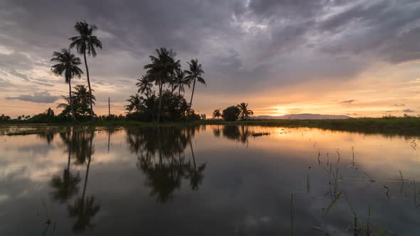 Timelapse panning to right sunset reflection flood area with coconut tree alt