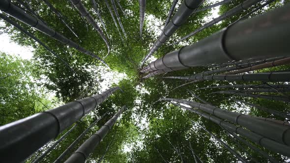 Beautiful bamboo forest, green bamboo stalks