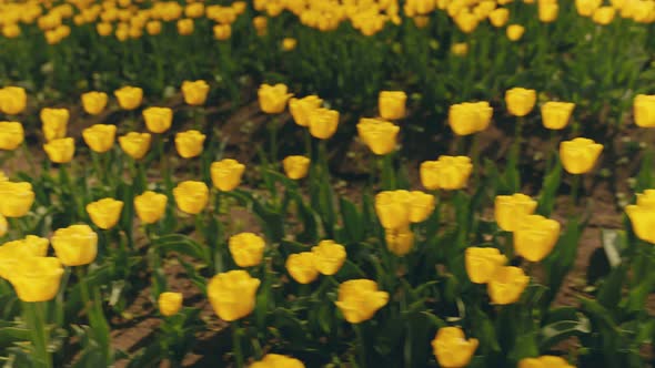 Many Yellow Tulips on the Field