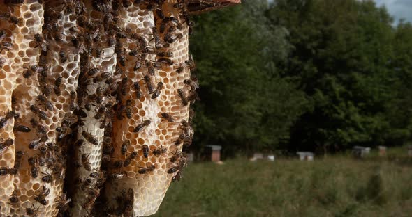 European Honey bee, Apis mellifera, Bees working on a Wild Ray, Alveolus filled with Honey alt