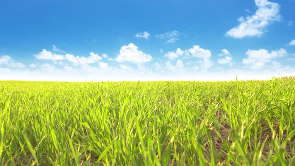 Green Grass On Field On A Cloud Background alt