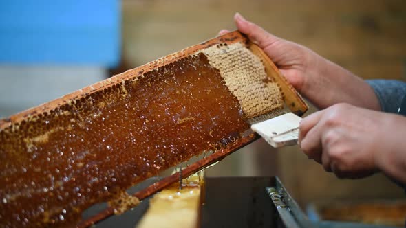 Beekeeper Removes Excess Beeswax with the Scraper By Hand, Preparing for Pumping Honey. Beekeeper alt