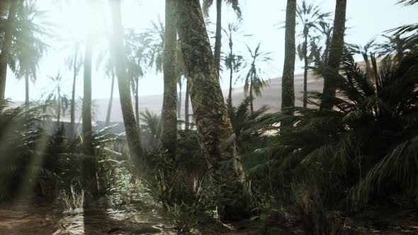 Savannah Valley and Sand Desert After Colorful Sunset alt