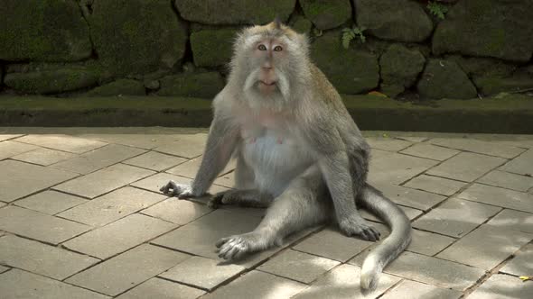 Macaque Resting in a Park alt