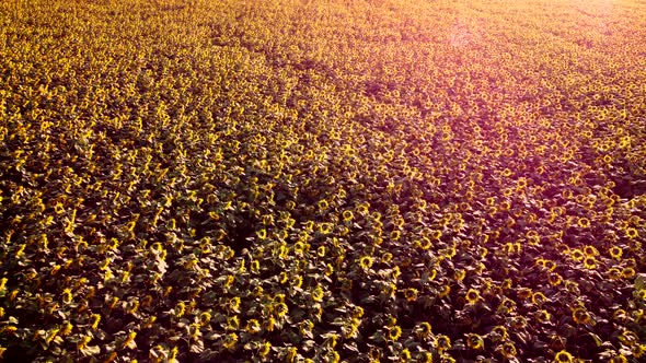 Aerial Drone View Flight Over Ver Field with Ripe Sunflower Heads alt