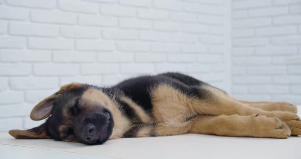 Cute Dog Sleeping After Examination in Veterinary Clinic alt