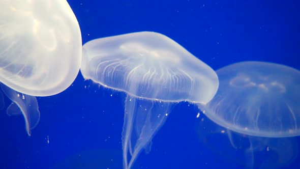 Group of White Jellyfish swimming undersea in clear water during sunlight with blue background alt