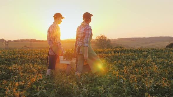 Two Farmers Carry a Box of Vegetables, Go Across the Field at Sunset. Organic Farming and Healthy alt