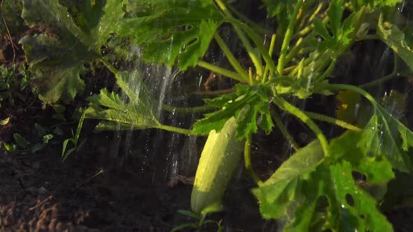 Watering the Bush of Zucchini with Watering Can Close Up