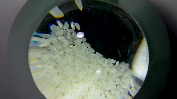 Rice Growing. Seed Plant, Quality Control of Grains in the Factory Laboratory alt