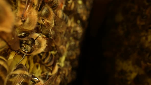 Inside the Beehive with Working Honey Bees Honeycomb Wax Cells with Honey and Pollen alt