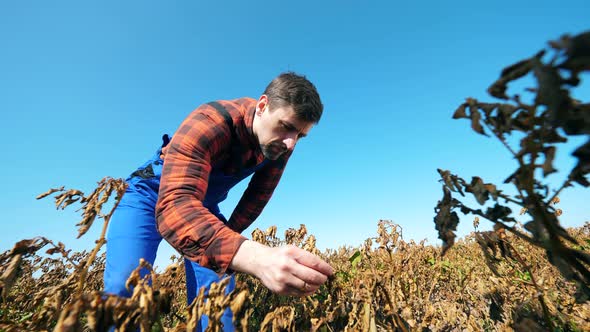 Burnt Plants Are Getting Inspected By the Agriculturer. Dead, Dry Field of Agricultural Plants. alt