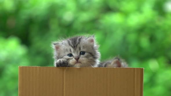 Cute Persian Kittens Playing In A Box alt
