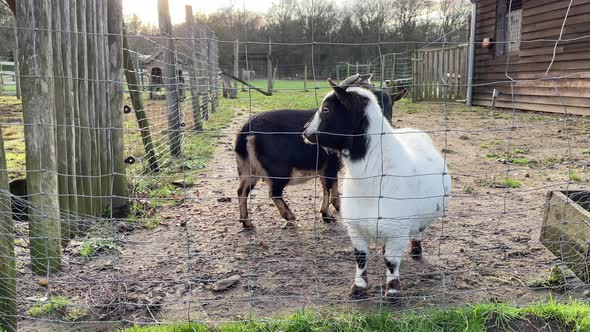 Two Pygmy Mini Goats are Walking in a Paddock at Sunset alt