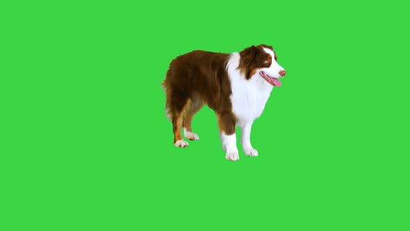 Big Happy Australian Shepherd Dog Sitting Turning Around and Then Standing Up on a Green Screen