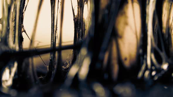 Stretching and Rupture of Ligaments and Tendons During Prolonged Muscle Load alt