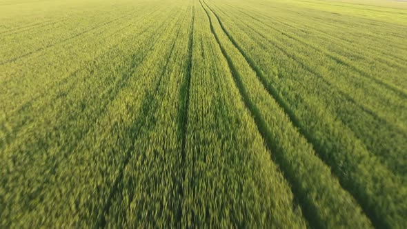 Aerial of the Cheerful Green Wheat Field with Moving Spikelets on a Sunny Day 