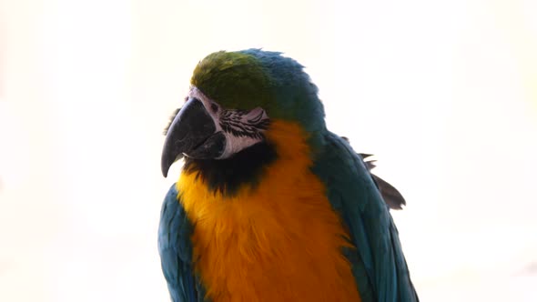 Close Up Of Blue And Yellow Macaw Parrot In Nature against bright Sky - Slow Motion alt