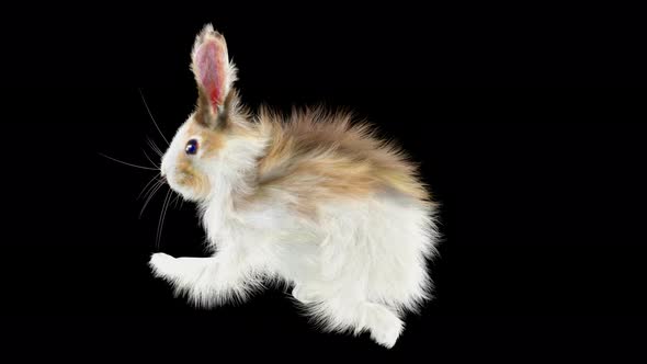 66 Rabbit Sword And Shield Run 4K alt