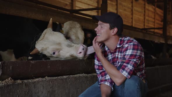 The Cow Licks the Farmer and Shows His Love for Him alt