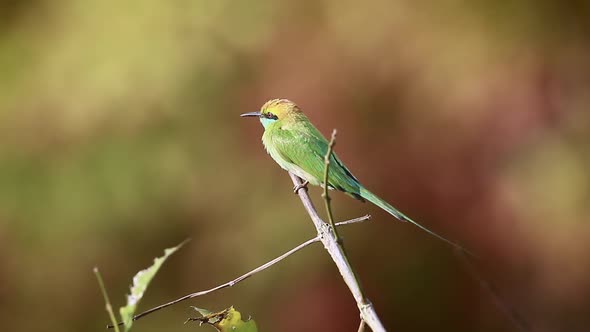 Green bee-eater in Bardia national park, Nepal alt