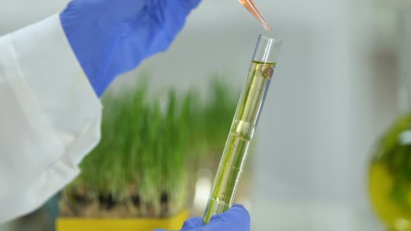 Biochemist Dripping Oily Reagent Into Test Tube With Extract, Detergent Creation alt