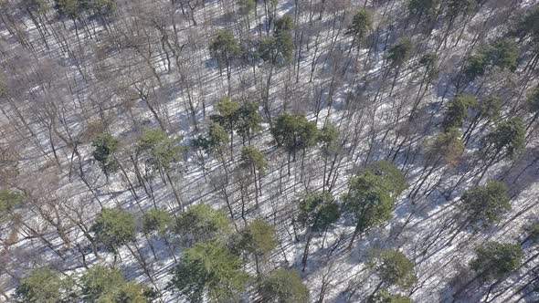 Backward flying by early winter morning 4K drone video alt