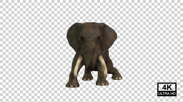 Elephant Wake Up Front View alt