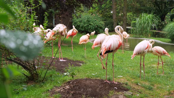 Beautiful pink flamingos brush their feathers while living in a nature preserve. Slow motion
