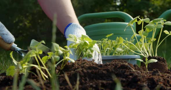 Farmer Woman Planting Sprouts of Cucumber Seedlings on the Farm alt