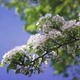 Spring Garden in Blossom - VideoHive Item for Sale