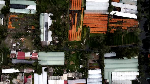 Cenital view of diverse Cempasuchil flower plantation in Xochimilco mexico city alt