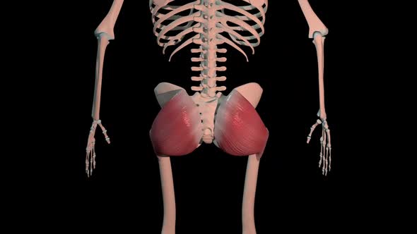 Gluteus Maximus Muscles Full Roration Loop alt