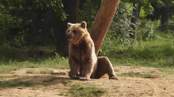 Real Wild Bear In Natural Habitat Among The Trees In The Forest alt