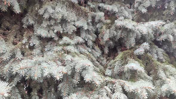 Snow falling on pine tree blue fir bottom to top