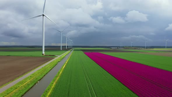 Wind turbines in bulb fields, Zeewolde, Netherlands