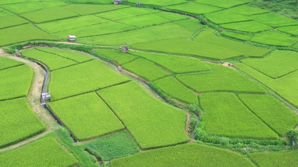 Aerial view drone flying over of agriculture in paddy rice fields for cultivation.