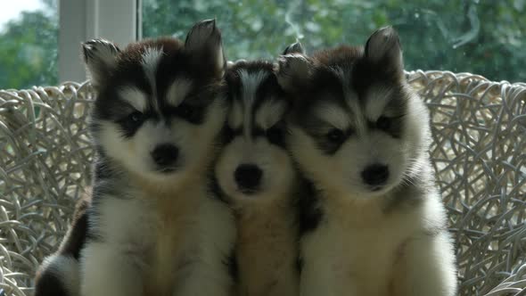Group Of Siberian Husky Puppies On White Wicker Chair Under Sunlight  alt