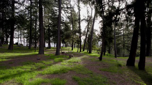 A cinematic drone shot push in of a campground in a dense forest at golden hour. alt
